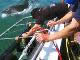 Gansbaai, Shark Cage Diving